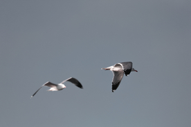 海鸥空山鸟语图片