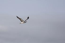 海鸥空山鸟语图片