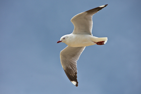 海鸥空山鸟语图片