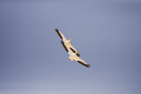 海鸥空山鸟语图片