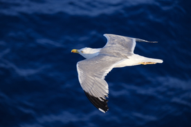 海鸥空山鸟语图片