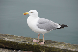海鸥空山鸟语图片