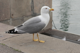 海鸥空山鸟语图片