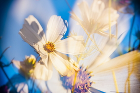 波斯菊唯美图片