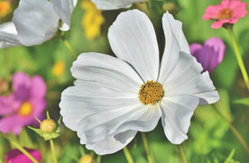 波斯菊唯美图片