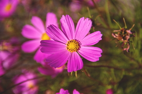 波斯菊唯美图片