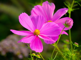 波斯菊唯美图片