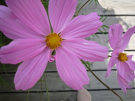 波斯菊唯美图片