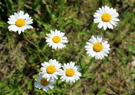 雏菊清新淡雅图片