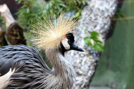 丹顶鹤空山鸟语图片