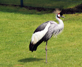 丹顶鹤空山鸟语图片