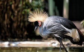 丹顶鹤空山鸟语图片