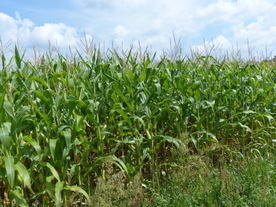 玉米地田园图片