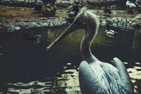 鹈鹕空山鸟语图片
