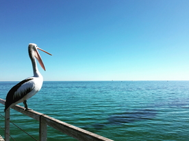 鹈鹕空山鸟语图片