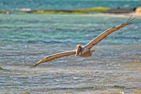 鹈鹕空山鸟语图片