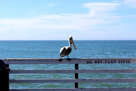 鹈鹕空山鸟语图片
