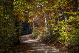 森林湖泊风景图片