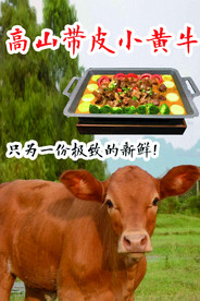 高山带皮小黄牛