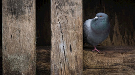 宠物动物合集鸽子