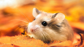 宠物动物合集仓鼠萌照