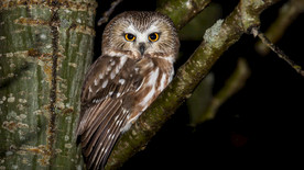 宠物动物合集猫头鹰