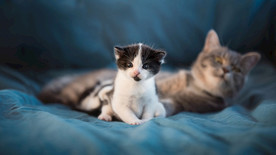 宠物动物合集小奶猫壁纸