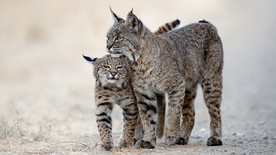 宠物动物合集豹猫