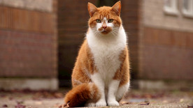 宠物动物合集严肃猫咪