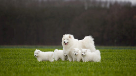 宠物动物合集治愈萨摩耶