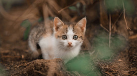 宠物动物合集野外小奶猫