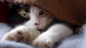 宠物动物合集猫咪照片