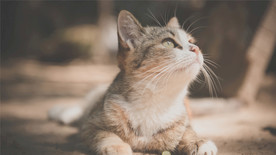 宠物动物合集猫咪可爱照片