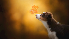 宠物动物合集治愈宠物壁纸