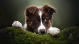 宠物动物合集狗狗