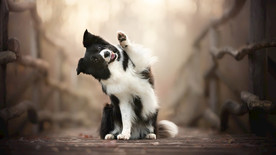 宠物动物合集伸手狗狗