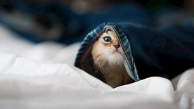 宠物动物合集躲着的猫咪