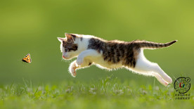 宠物动物合集捕食小猫咪