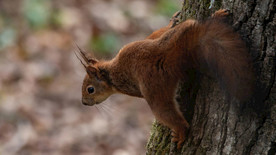 宠物动物合集动物世界松鼠