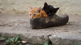 宠物动物合集宠物小奶猫壁纸