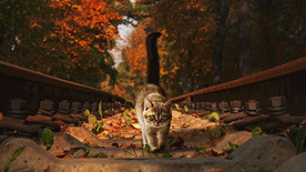 宠物动物合集墨镜猫咪壁纸