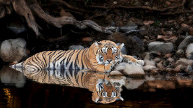 宠物动物合集猛虎洗澡