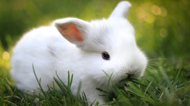 宠物动物合集像猪的兔子