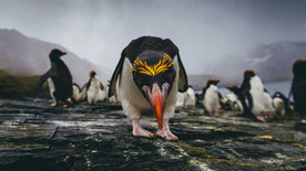 宠物动物合集南极企鹅