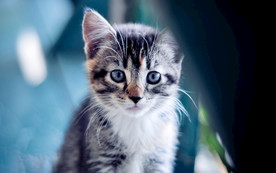 宠物动物合集猫咪照片