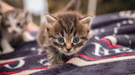 宠物动物合集泪汪汪小奶猫