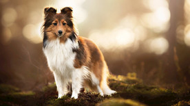 宠物动物合集狗狗户外照片