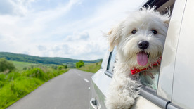 宠物动物合集狗狗载车旅行