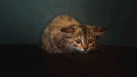 宠物动物合集可怜小猫咪