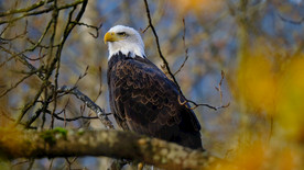 宠物动物合集老鹰